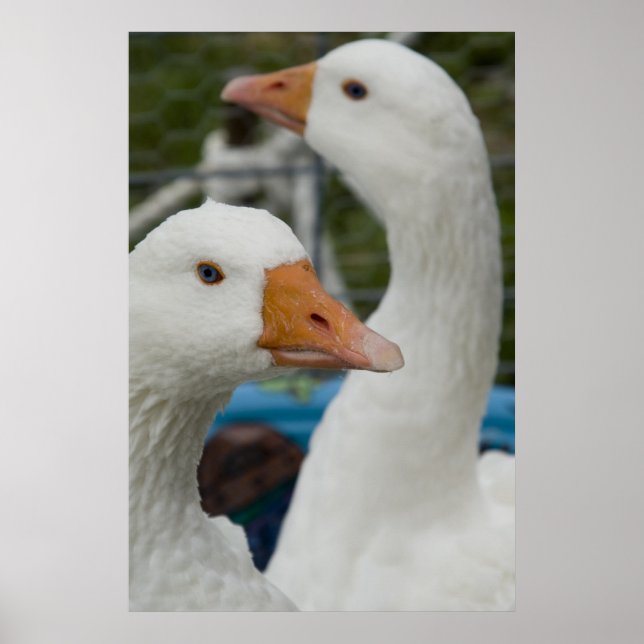 In der Geflügelhaltung Poster (Vorne)