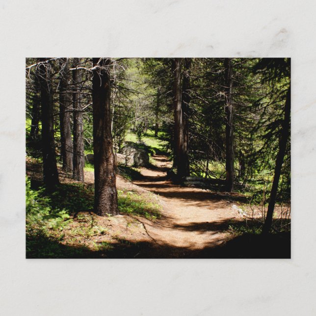 In der Kiefern-Postkarte - wandernd nahe Postkarte (Vorderseite)