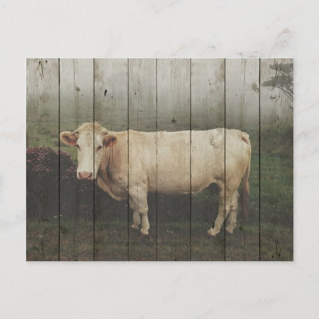 IN DER PASTURE... POSTKARTE (Vorderseite)