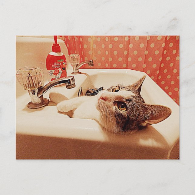 In der Sink Kitty Card Postkarte (Vorderseite)