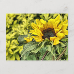 In die Sonne starren... Postkarte