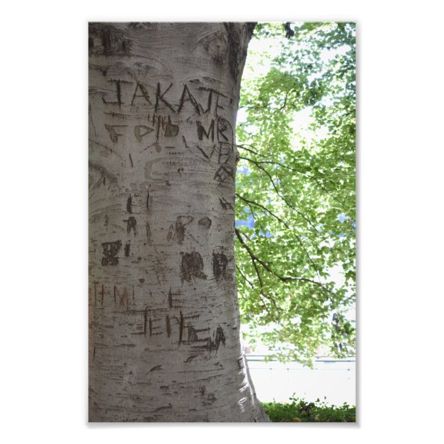 In einem Baum Central Park Naturfotografie Fotodruck (Vorne)