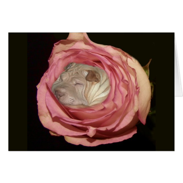 In einem blassen schlafen - rosa Rose, Chinese (Vorderseite (Horizontal))