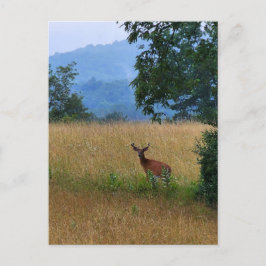 In einem Feld Stehender Buck Postkarte