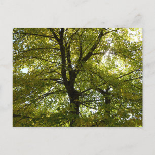 In einem gelben Ahornbaum Herbst Postkarte