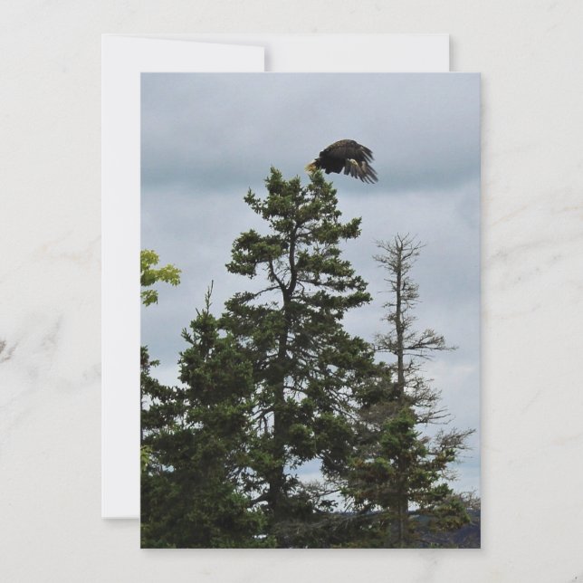 In Flug (Vorderseite)