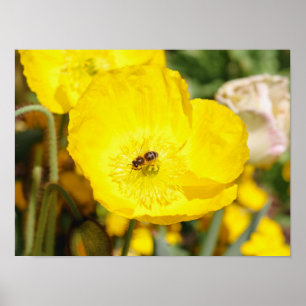 In Gelb gebadete Biene Poster
