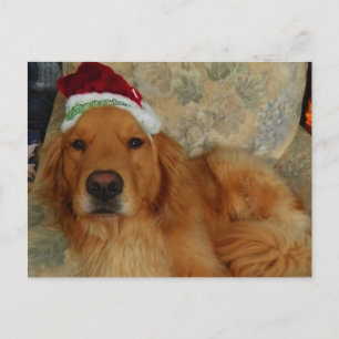 In Golden Retriever at Christmas with Santa Hat Feiertagspostkarte