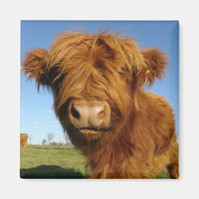 In Ihrem Gesicht Kuh Magnet (Vorne)