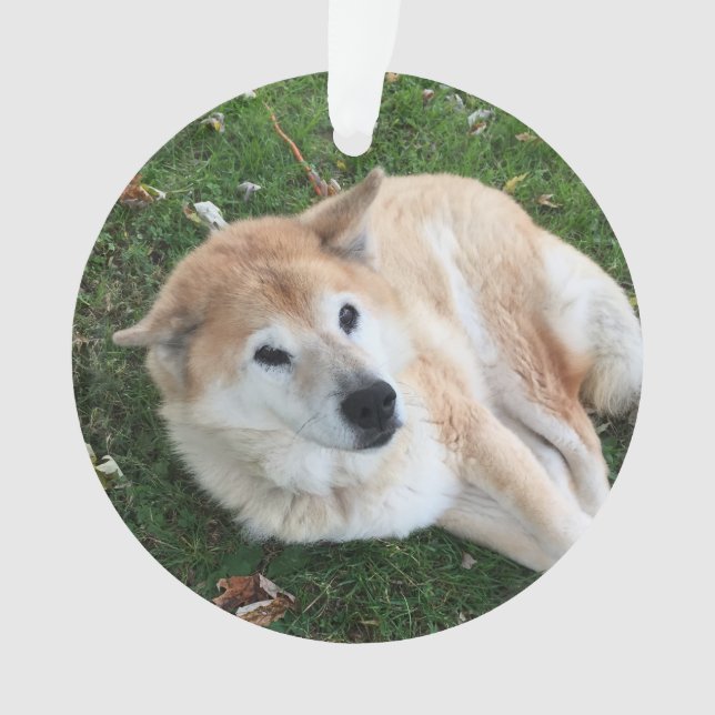 In Love Memory Pet Foto Ornament (Vorderseite)