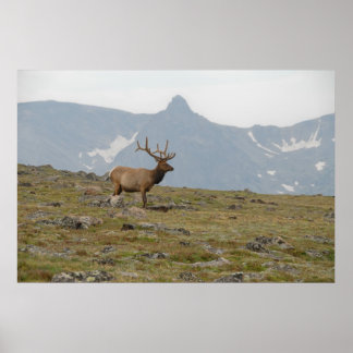 In Majestät gekrönt Poster