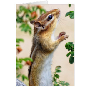 In Reichweite - Chipmunk