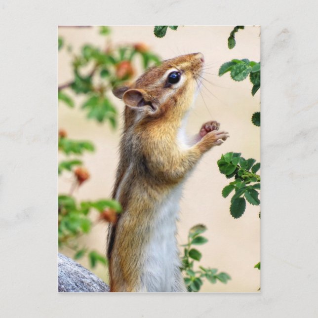 In Reichweite - Chipmunk Postkarte (Vorderseite)