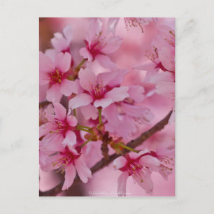 In Rosa gebadete japanische Kirschblüten Postkarte
