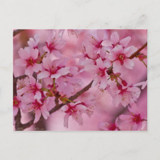 In Rosa gebadete japanische Kirschblüten Postkarte