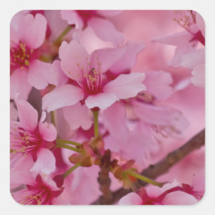 In Rosa gebadete japanische Kirschblüten Quadratischer Aufkleber