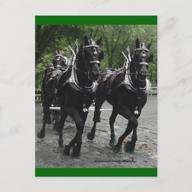 In Schritt — Pferdeentwurf Postkarte (Vorderseite)