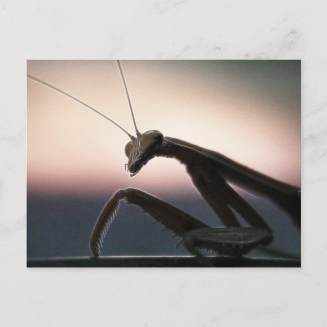 In Silhouette - Praying Mantis Postkarte (Vorderseite)