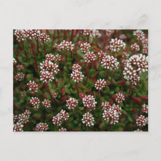 In spring Postcards Postkarte