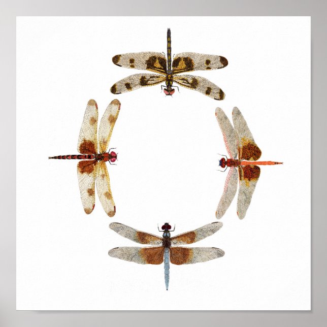 In Sync- Circle of Dragonflies Art Poster (Vorne)