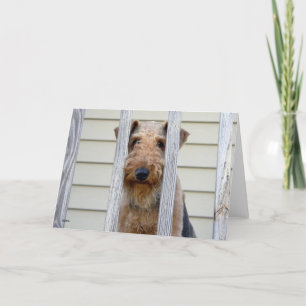 "In the Doghouse" Karte