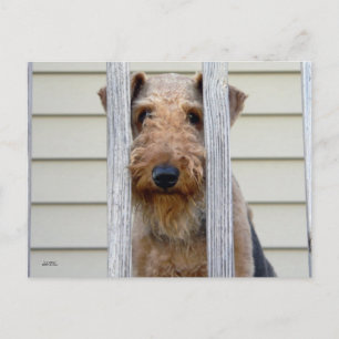 "In the Doghouse" Postkarte