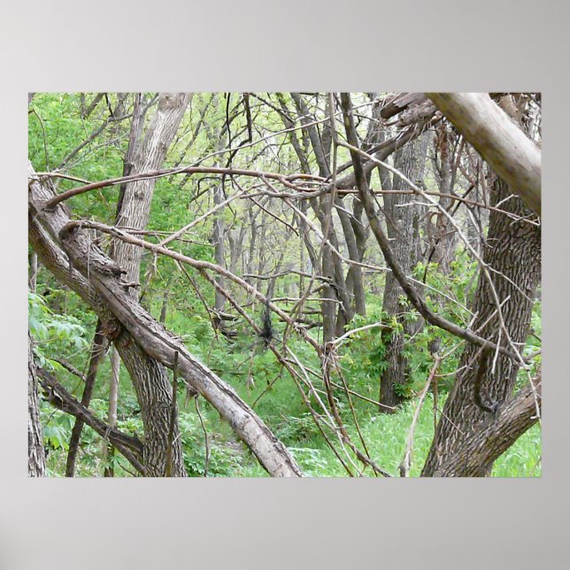 In the thicket poster (Vorne)