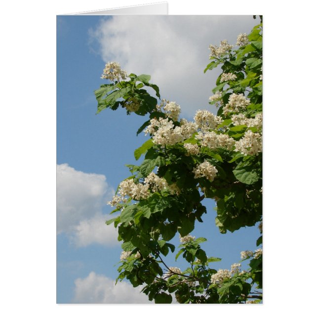 in voller Blüte (Vorne)