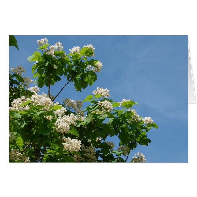 in voller Blüte (Vorderseite (Horizontal))