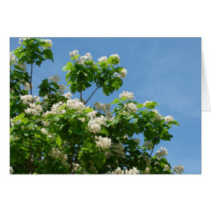 in voller Blüte