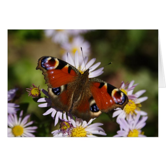 Inachis io (Vorderseite (Horizontal))