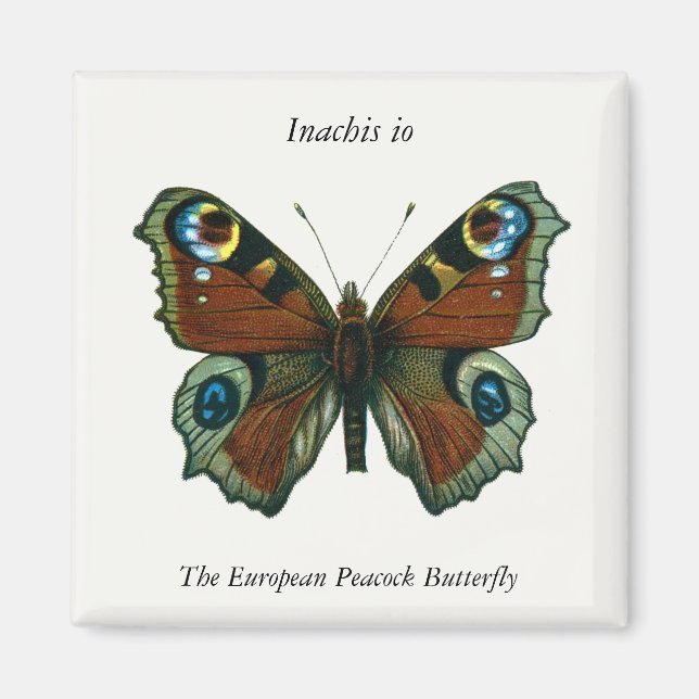 Inachis io - Die europäische Pfauenschmetterling Magnet (Vorne)