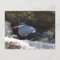 Inca Tern