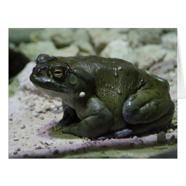 Incilius alvarius (Vorderseite (Horizontal))