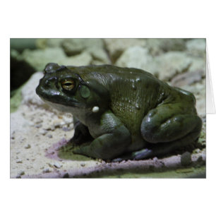 Incilius alvarius