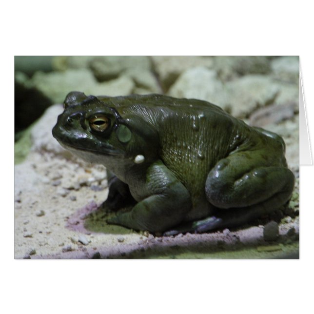 Incilius alvarius (Vorderseite (Horizontal))