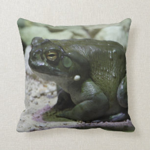 Incilius alvarius kissen