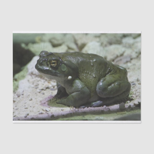 Incilius alvarius seidenpapier (Vorderseite)