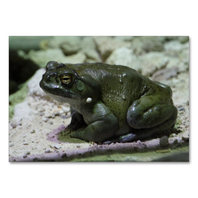 Incilius alvarius tischnummer (Vorderseite)