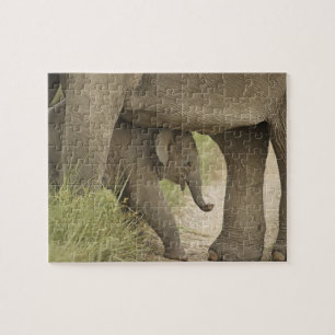 Indelefant / Asiatischer Elefant und Jungtier, Cor