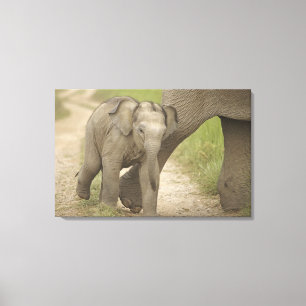 Indelefant / Asiatischer Elefant und Jungtier, Cor Leinwanddruck