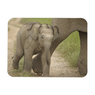 Indelefant / Asiatischer Elefant und Jungtier, Cor Magnet