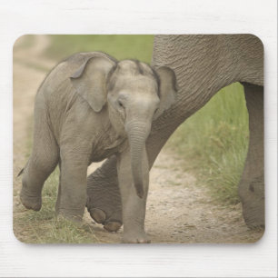 Indelefant / Asiatischer Elefant und Jungtier, Cor Mousepad