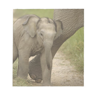 Indelefant / Asiatischer Elefant und Jungtier, Cor Notizblock