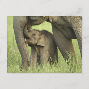 Indelefant / Asiatischer Elefant und Jungtier, Cor Postkarte