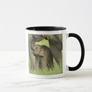 Indelefant / Asiatischer Elefant und Jungtier, Cor Tasse