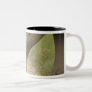 Indelefant / Asiatischer Elefant und Jungtier, Cor Zweifarbige Tasse