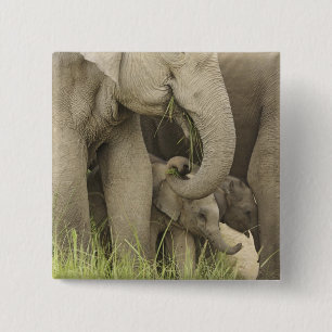 Inder / Asiatischer Elefant und Jungtier, Corbett Button