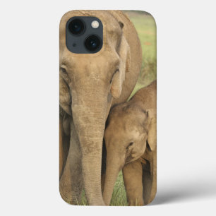 Inder / Asiatischer Elefant und Jungtier, Corbett Case-Mate iPhone Hülle