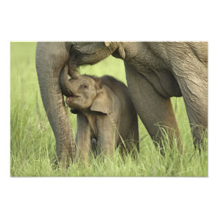Inder / Asiatischer Elefant und Jungtier, Corbett  Fotodruck